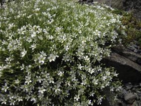 Minuartia laricifolia